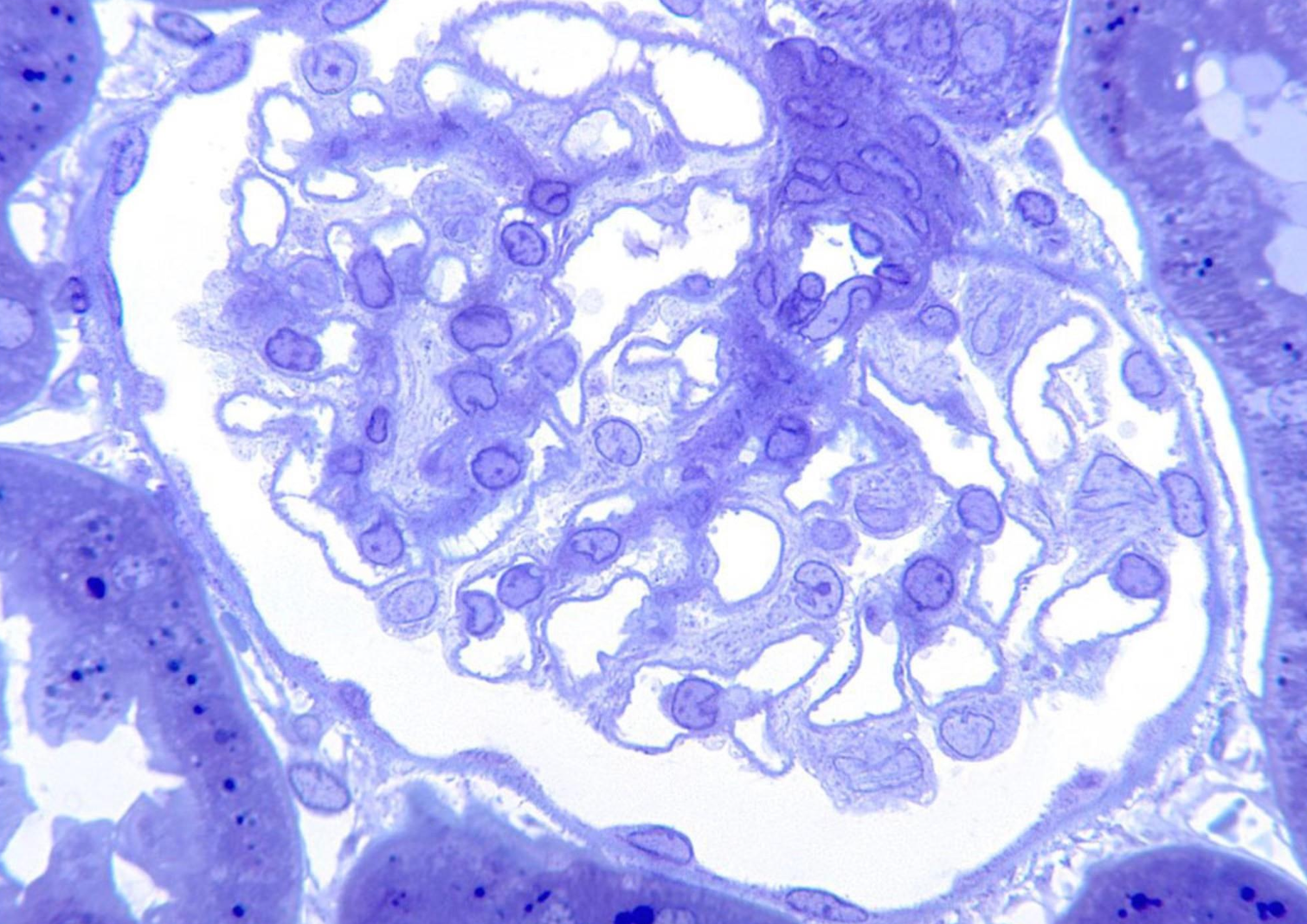 <p>ID the image</p>