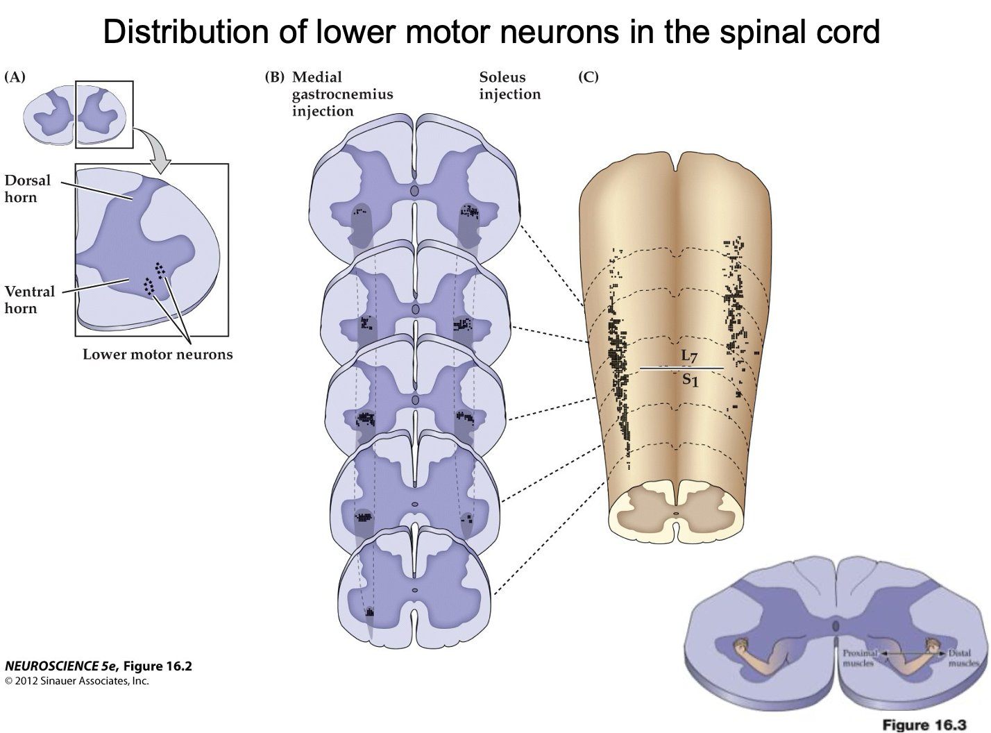 <p>Are all the motor neurons for a muscle found in one spinal segment?</p>
