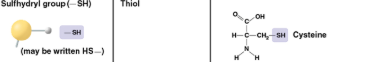 <p>Sulfhydryl</p>