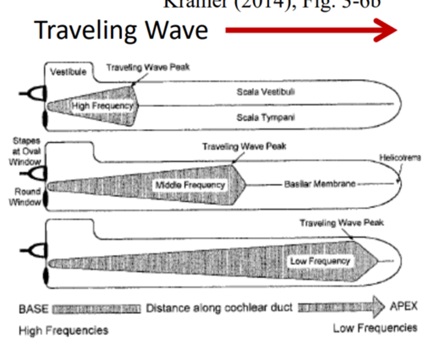 <p>the traveling wave is relatively low at the base and then grows to its peak at the stimulus frequency location, then decays rapidly</p>