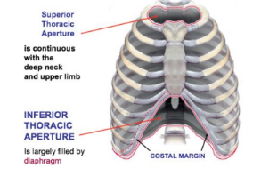 <p>Thoracic wall <strong>superiorly</strong>: _____________ bordered by __<strong> </strong>and ___, ______ of sternum</p>