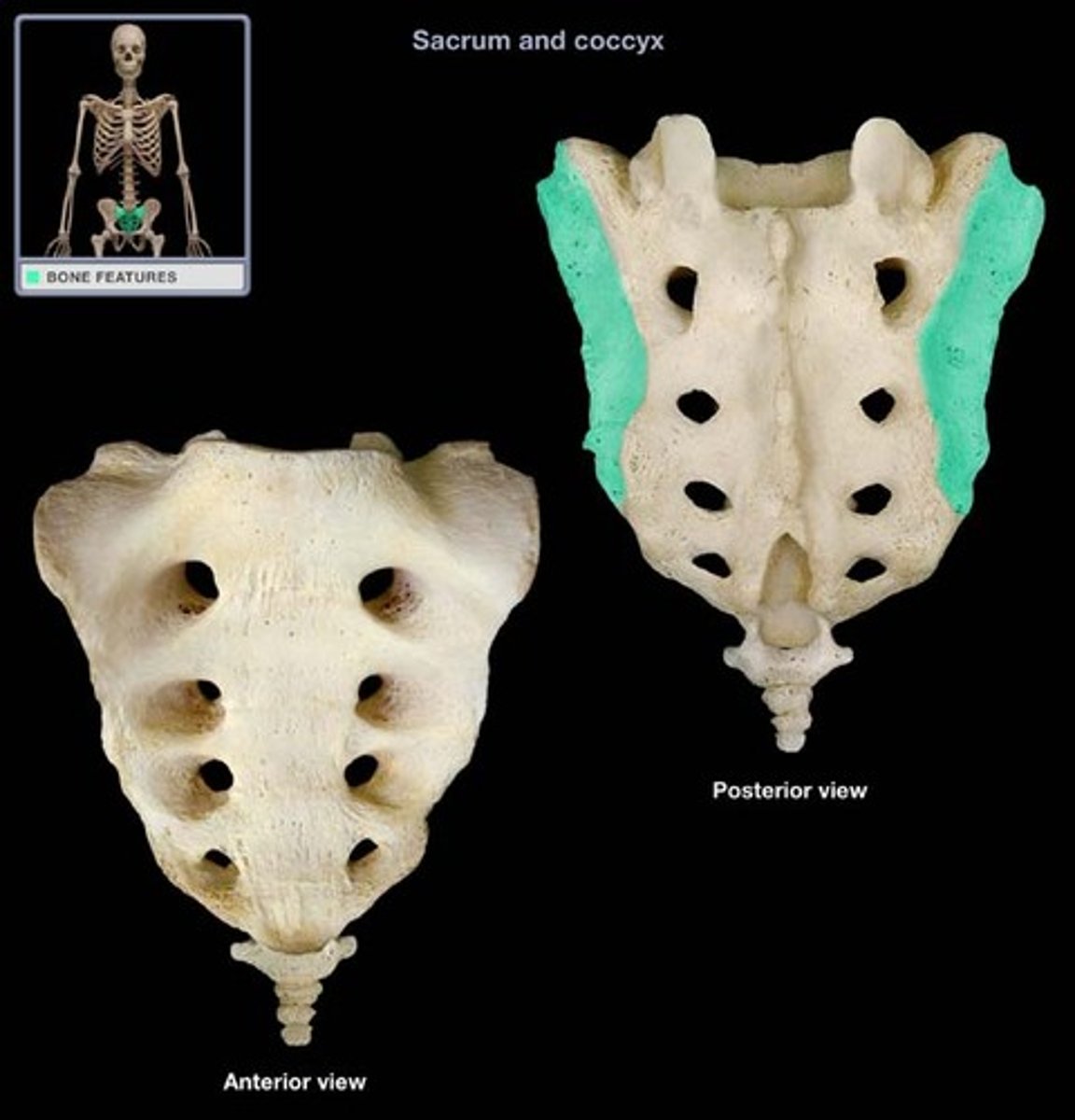 <p>lateral part that articulates with the os coxa through the sacroiliac joint of pelvis</p>