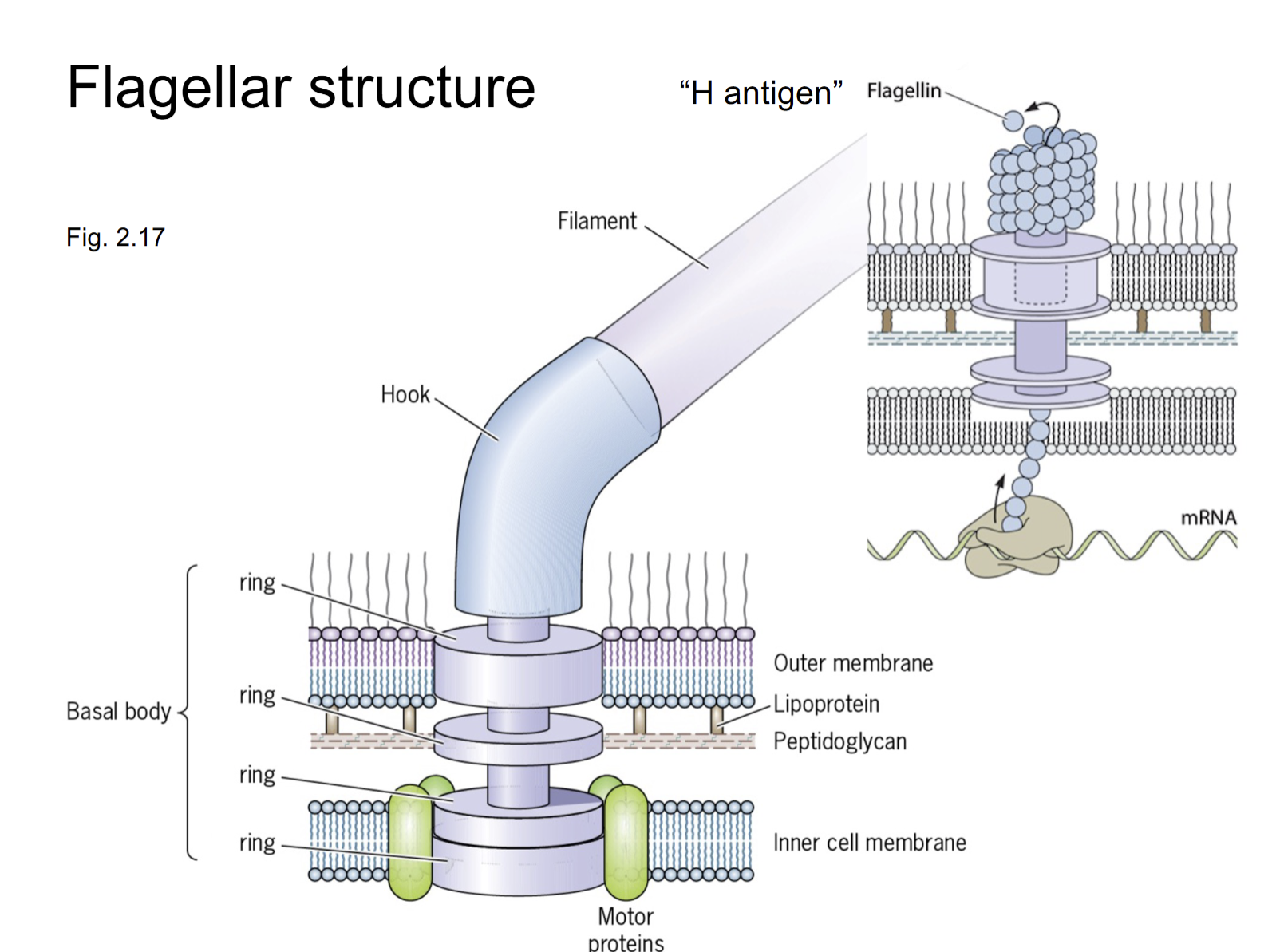 <p>Anchored to envelop embedded in every layer (inner cell membrane, peptidoglycan, etc).  to stabilize. Hook + Filament(10x length of cell) and is made from inside to outside( envelope to tip of filament)</p>