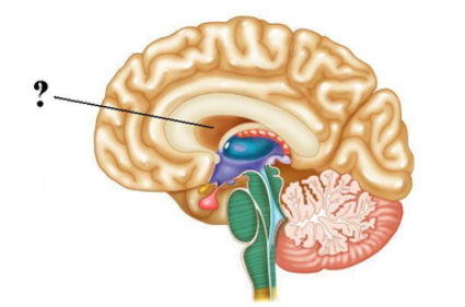 <p><span><span>Identify the indicated structure (membrane) of the brain.</span></span></p>