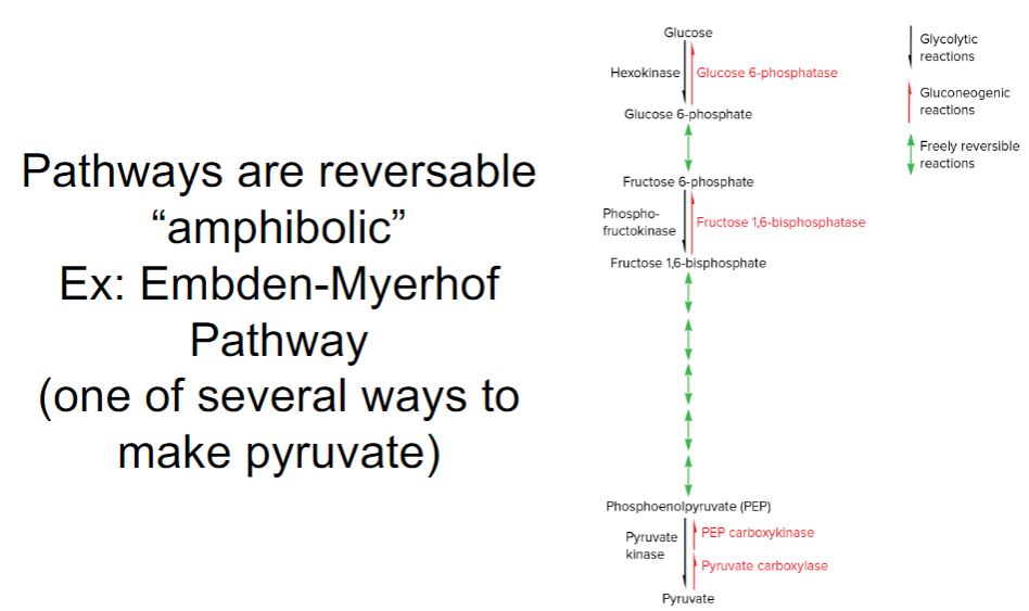 <p>Pathways are reversible</p>