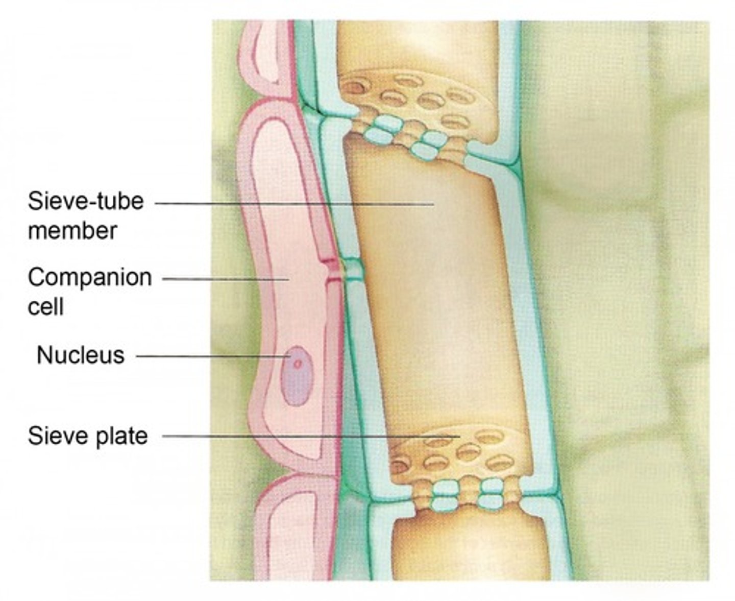 <p>Located between sieve tubes. Contain nucleus &amp; many mitochondria to produce ATP needed for active transport.</p>