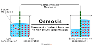 <p>Osmosis</p>