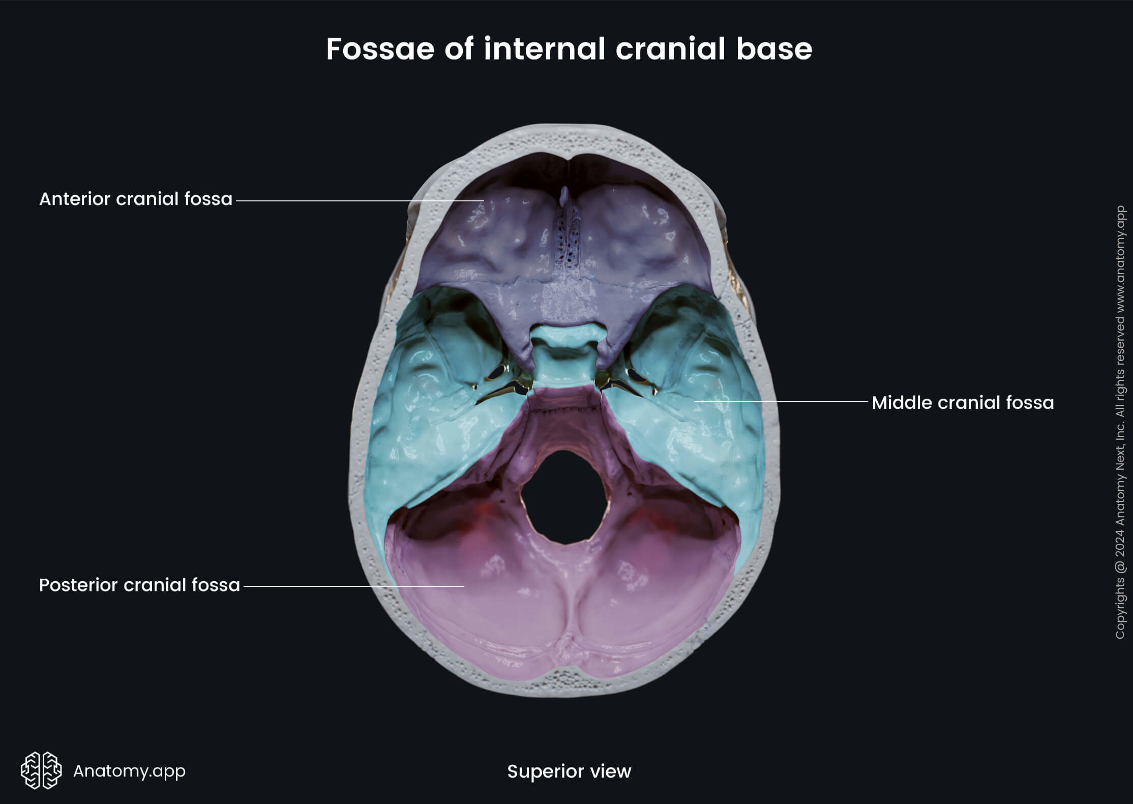 <p>Know this sectioning of the brain.</p>