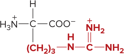 <p>Arginine</p>
