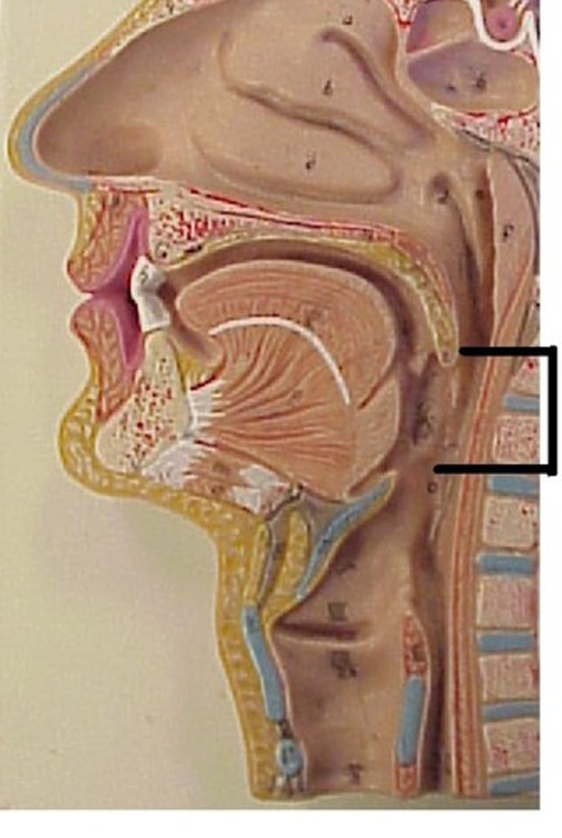 <p>central portion of the pharynx between the roof of the mouth and the upper edge of the epiglottis</p>