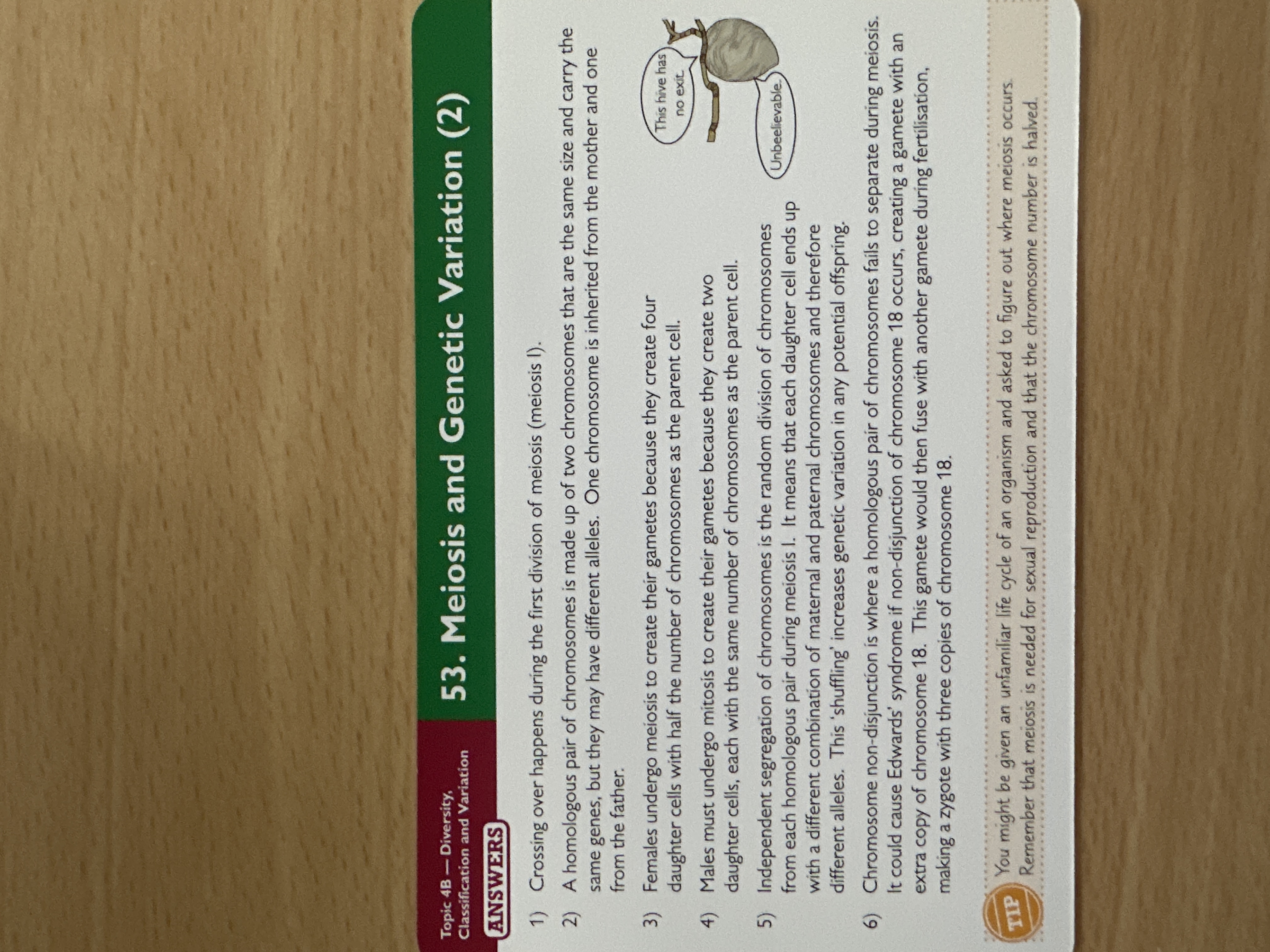 knowt flashcard image