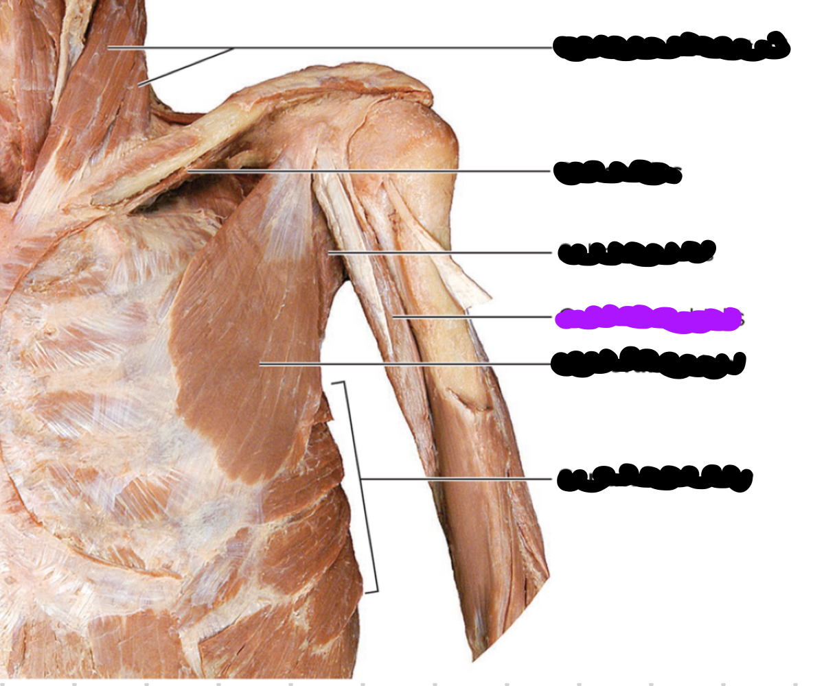<p>Innervation?</p>