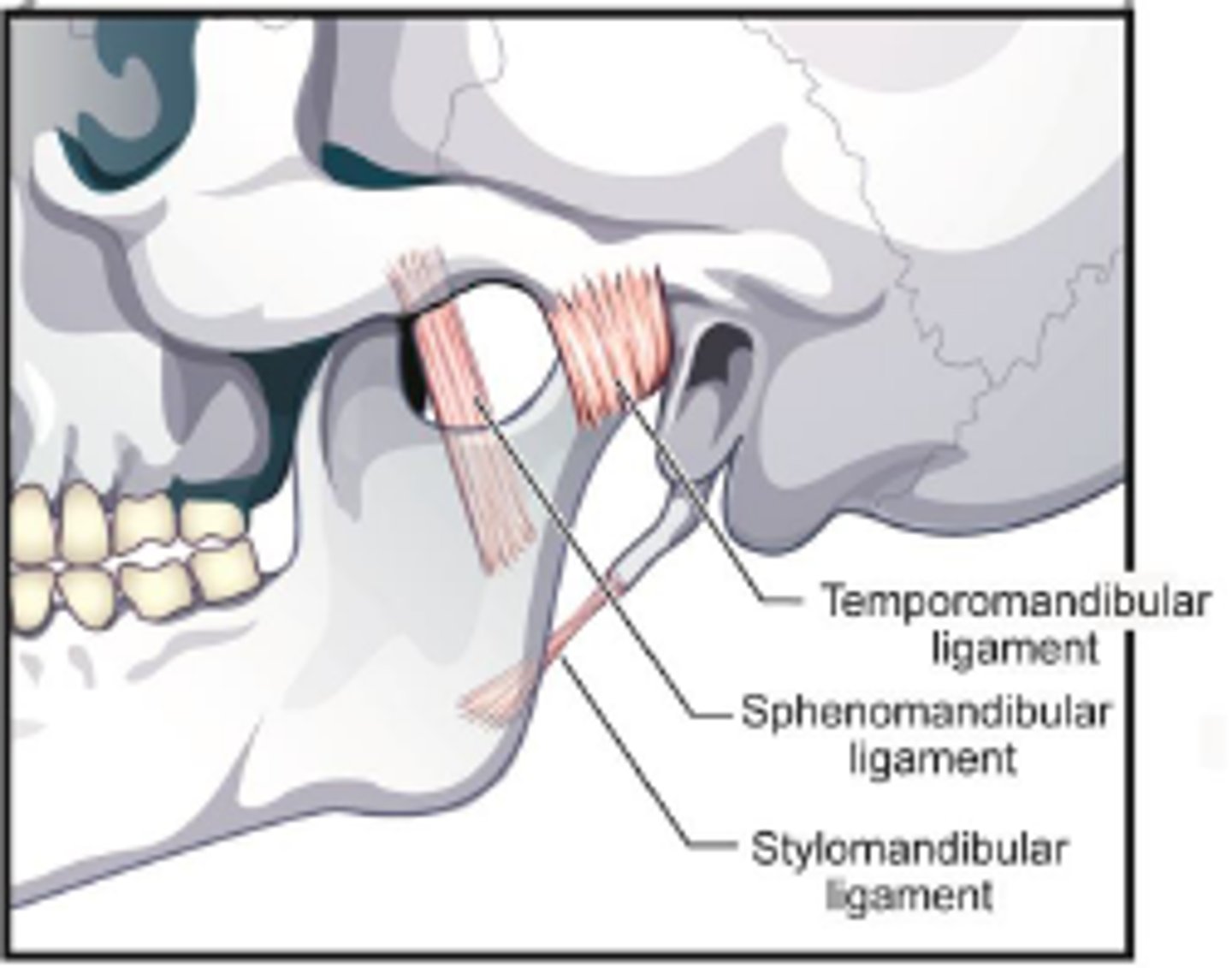 <p>temporomandibular ligament</p><p>sphenomandibular ligament</p><p>stylomandibular ligament</p>