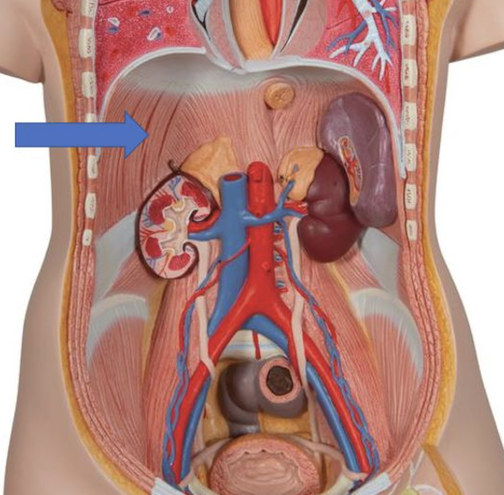 <p>muscle name & action</p>