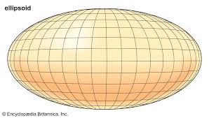<p>A slightly <strong><u>oblong</u></strong> or “Egg shaped” appearance </p>