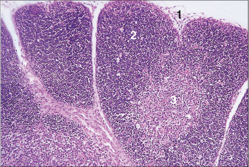 <p>fetal thymus, cat</p>
