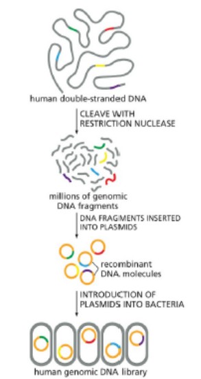 <p>cell-based DNA cloning (in vivo)</p>