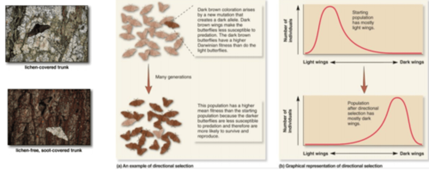 <p>1) Favors individuals at one extreme</p><p>2) a change in environment, introduction of a new allele, or both.</p><p>3) Directional selection of dark colored moths during industrial revolution</p><p>4) lactose tolerance</p>
