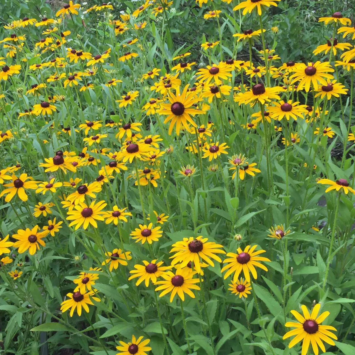 Black-eyed Susan:

yellow florets, cone shaped disk. opposite leaves, leaves are long and arrow shaped. 