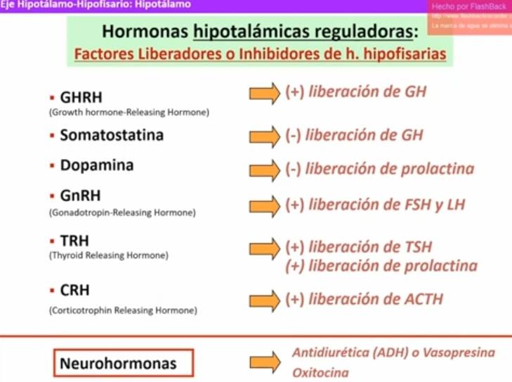 <ul><li><p>Paraventricular (PVN), hormona liberadora de corticotrofina CRH, hormona del crecimiento. Liberadora de tirotrofina.</p></li></ul><ul><li><p>Dorsomedial (POA y DMH) hormona inhibidora de la gonadotrofina. Hormona liberadora de gonadotrofinas.</p></li><li><p>Nucleo acuato (ARC)</p><p>Todas son liberadas al sistema porta, actuan a niveles de celulas especificas que tengan los receptores para estos factores (a nivel de la adenohipofisis)</p></li></ul>