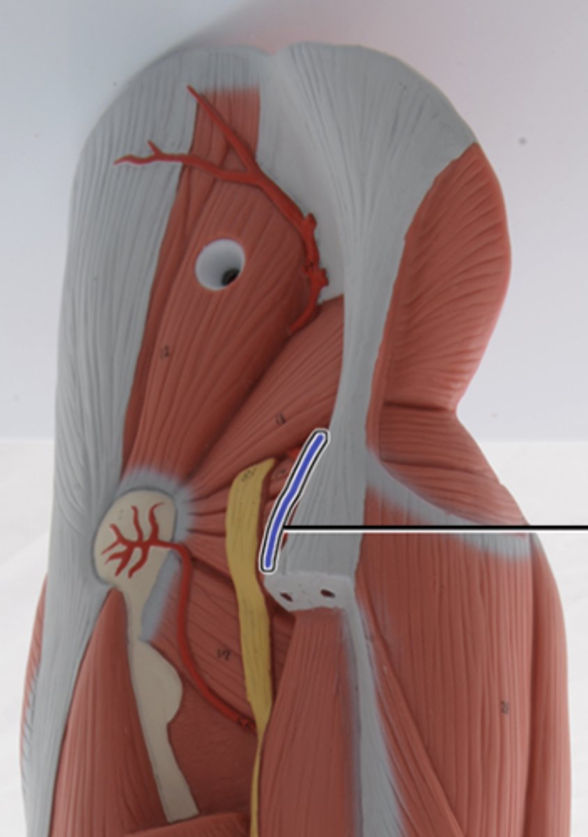 <p>Supplies blood to the pelvic diaphragm, piriformis, quadratus femoris, biceps femoris, gluteus maximus, skin of buttocks and posterior thigh.</p>