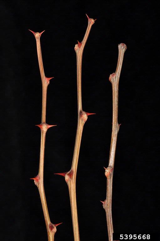 <p><strong><em>Robinia pseudoacacia</em></strong></p><p>Pupeny nezřetelné, <strong>střídavé</strong>, skryté pod vypouklou listovou jizvou, <strong>palistové trny po dvou orientované po stranách listové jizvy</strong></p><p class="Norml-Skripta" style="text-align: justify">Letorosty pětihranné, s&nbsp;výraznými listovými polštářky, s&nbsp;dvojicemi ztrnovatělých palistů, lysé, olivově zelené, později červenohnědé, dřeň až pětipaprsčitá.</p>