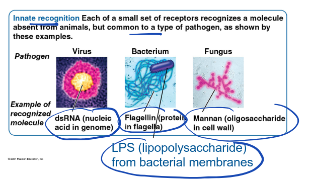<p>each of a small set of receptors recognizes a molecule absent from animals, but common to a type of pathogen</p>