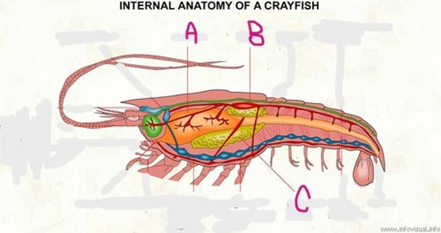 <p>What Phylum, Subphylum, Class, and Order is this animal in? What is its common name?</p><p>What is A, B, and C pointing to?</p>