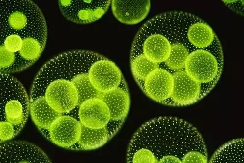 <p>Simple autotrophic plants that range from microscopic forms to giant kelp, playing a crucial role in aquatic food chains and oxygen production.</p>