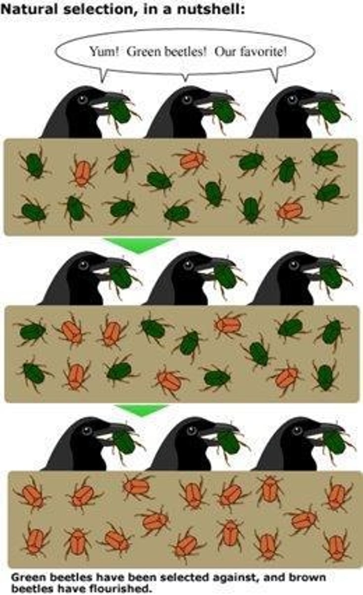<p>Process where organisms better adapted survive.</p>