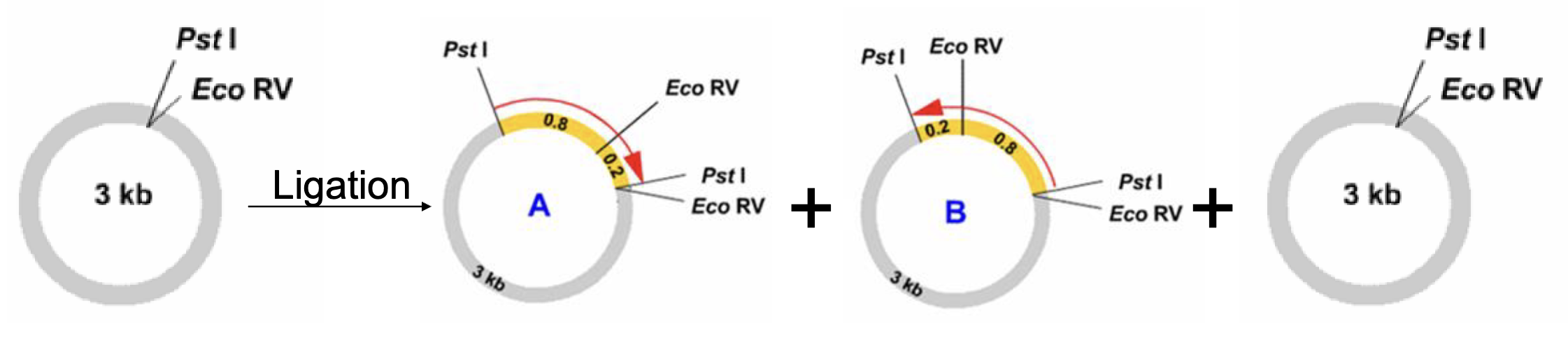 <p>no → you will end up w a combination of diff plasmids</p><ul><li><p>some proportion of plasmid will have insert in one orientation or the other</p></li><li><p>some will have no insert (not 100% effective) </p></li></ul><p></p>