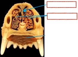 <p>Choana</p><p>Turbinates</p><p>Mandibular Symphasis</p><p>Nasal Septum</p>