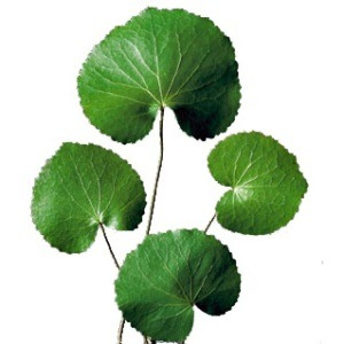 <p>Galax Leaves; Filler</p>