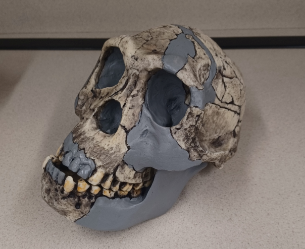 <p>What skull is this?</p>