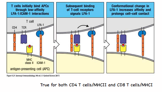 <p>between T cells and APCs (CD4/MHCII and CD8/MHCI)</p><ul><li><p>LFA-1 on T cell, ICAM-1 on APC</p></li><li><p>ensures the T cell doesn&apos;t bind too strongly</p></li></ul>