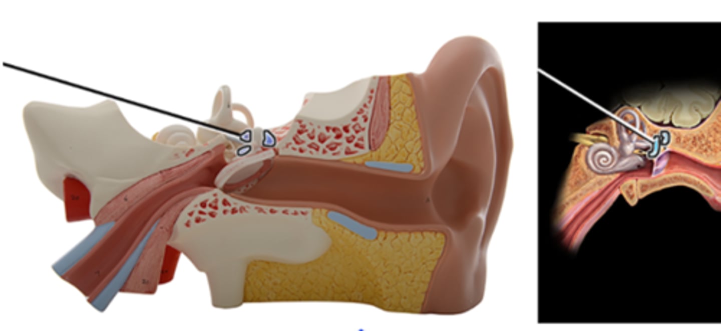 <p>Which structure is highlighted and indicated by the leader line?</p><p>a. Stapes</p><p>b. Vestibule</p><p>c. Incus</p><p>d. Semicircular ducts</p><p>e. Cochlea</p><p>f. Malleus</p>