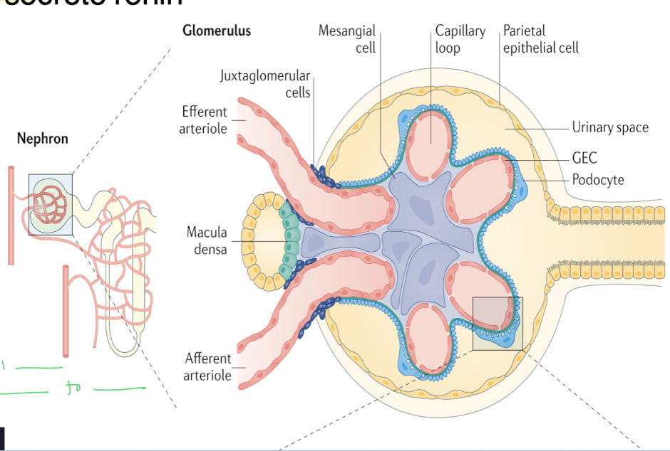 <ul><li><p>located in the distal nephron within the juxtaglomerular complex</p></li><li><p>sense salt and flow through the distal convoluted tubule that come in contact with the afferent and efferent arterioles</p></li><li><p><u>They regulate glomerular filtration rate by signaling changes in sodium concentration and flow, influencing renal blood flow. </u></p></li></ul><p></p>