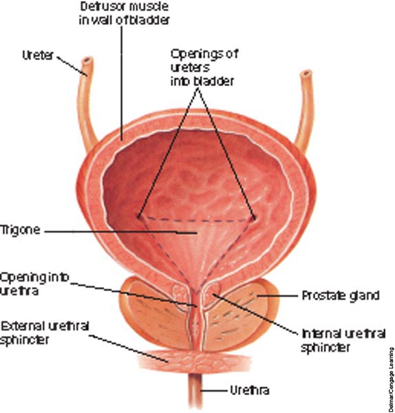 <p>Function of the Urinary Bladder </p>