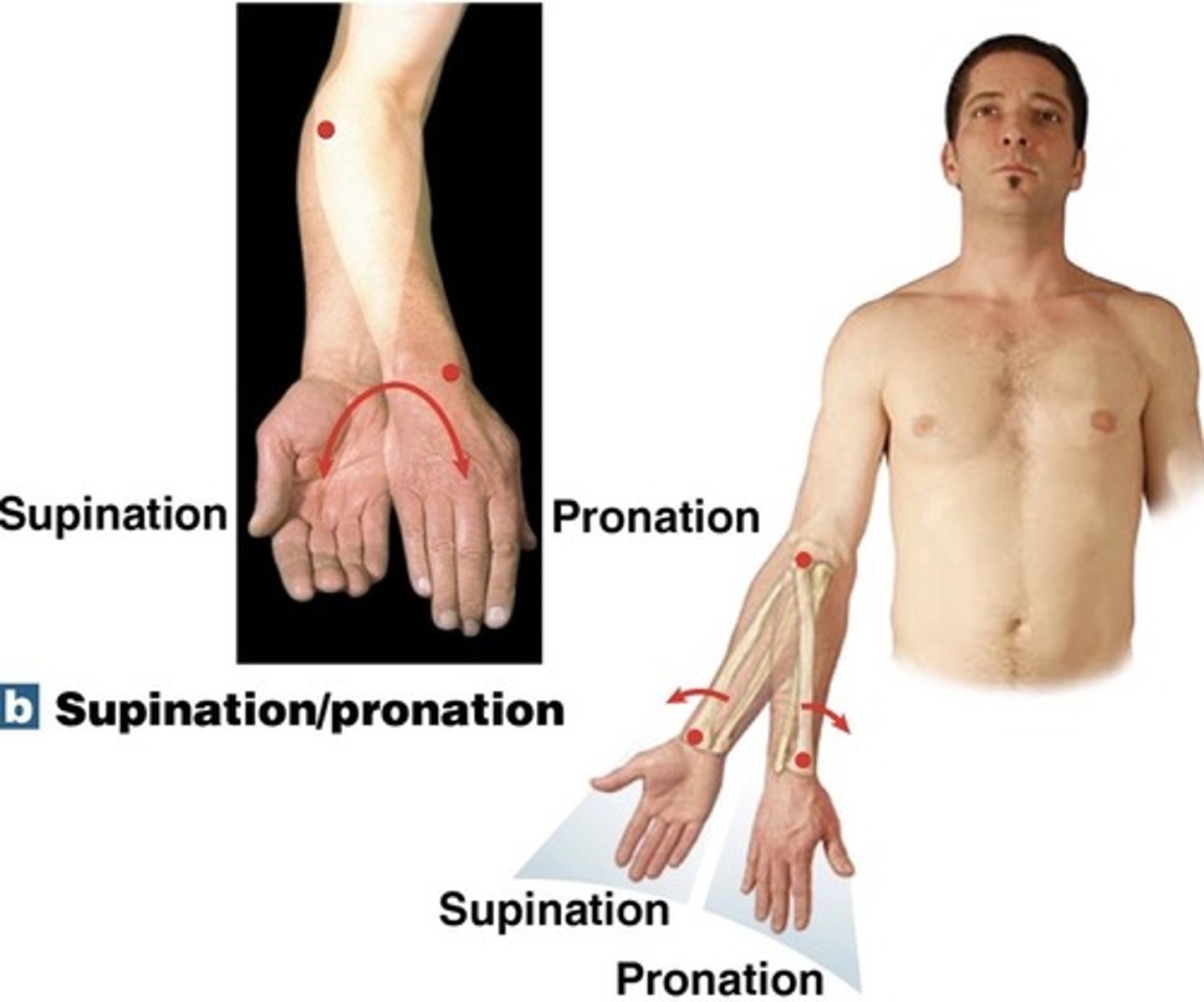 <p>turning the forearm so that the palm is down</p>
