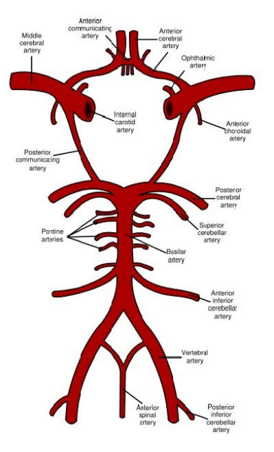 <p>middle cerebral artery</p><p>anterior cerebral artery</p><p>anterior communicating artery</p><p>CHECK AND CHANGE ANSWERS </p>