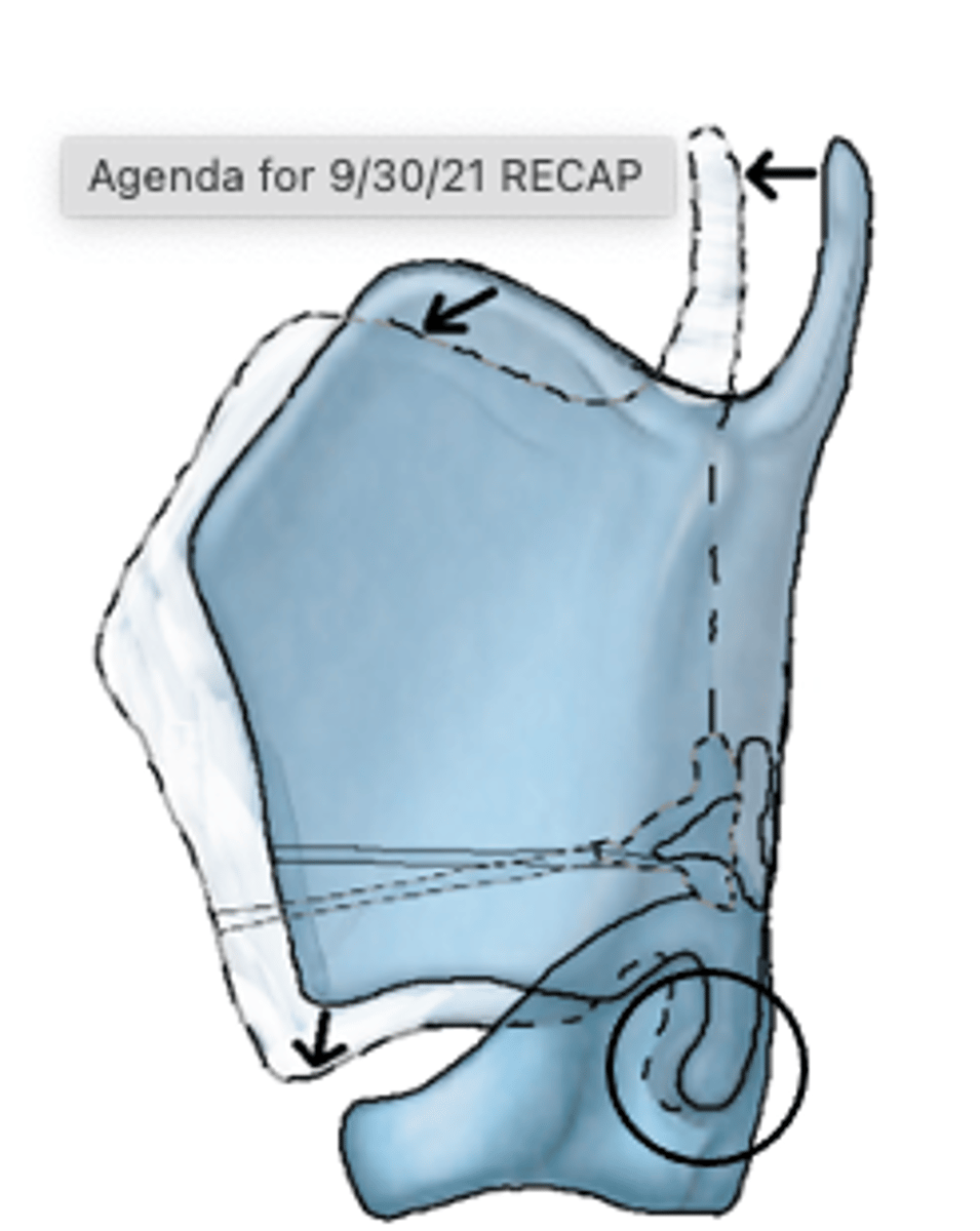 <p>cricothyroid m. rolling the cricothyroid joint forward and down</p>