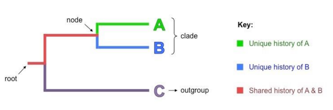 <ul><li><p>Constructed cladograms all typically share certain key features:</p><ul><li><p>Root – The initial ancestor common to all organisms within the cladogram (incoming line shows it originates from a larger clade)</p></li><li><p>Nodes – Each node corresponds to a hypothetical common ancestor that speciated to give rise to two (or more) daughter taxa \</p></li><li><p>Outgroup – The most distantly related species in the cladogram which functions as a point of comparison and reference group</p></li><li><p>Clades – A common ancestor and all of its descendants (i.e. a node and all of its connected branches)</p></li></ul></li></ul>