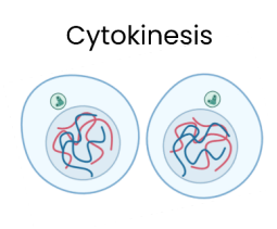 <p>cytoplasm and cell membrane divide to form 2 new genetically identical daughter cells </p>