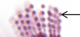 <p>conidiospores</p>