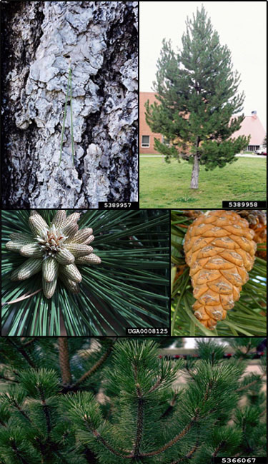 <p>2 needles per fascicle, needles that spring back</p><p>tolerates salt best out of all conifers</p><p>tolerates clay soils </p><p>suffers from needle cast disease, dothistroma, and diplodia </p><p>a compact pine</p>