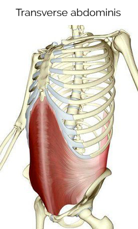<ul><li><p>runs along the transverse plane </p></li><li><p>does not move the spine</p></li><li><p>sucks/pulls in the abdominal region </p></li></ul><p></p>