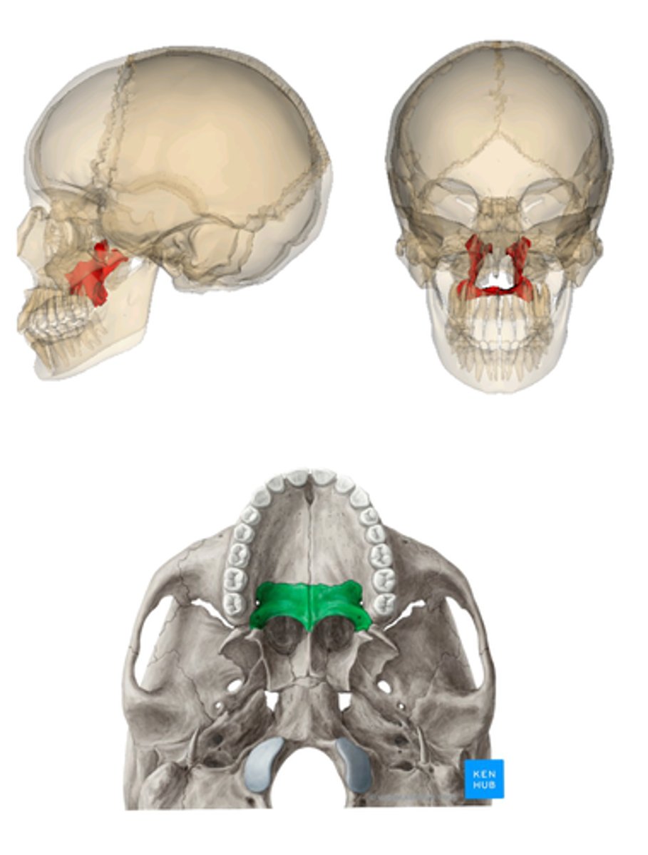 <p>the small, thin bone separating the right and left nasal cavities</p>