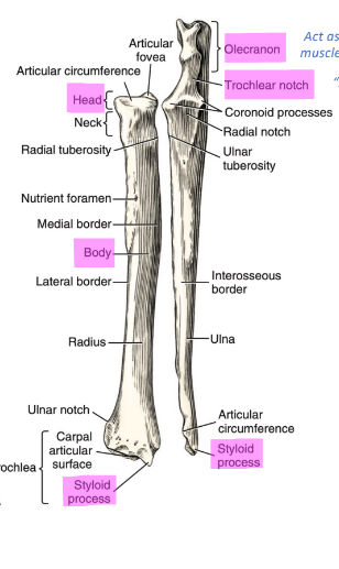 <p>RADIUS &amp; ULNA: 1.OLECRANON AND 2.TROCHLEAR NOTCH</p>