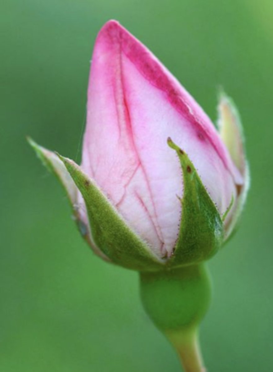 <p>Collective term for the sepals</p>