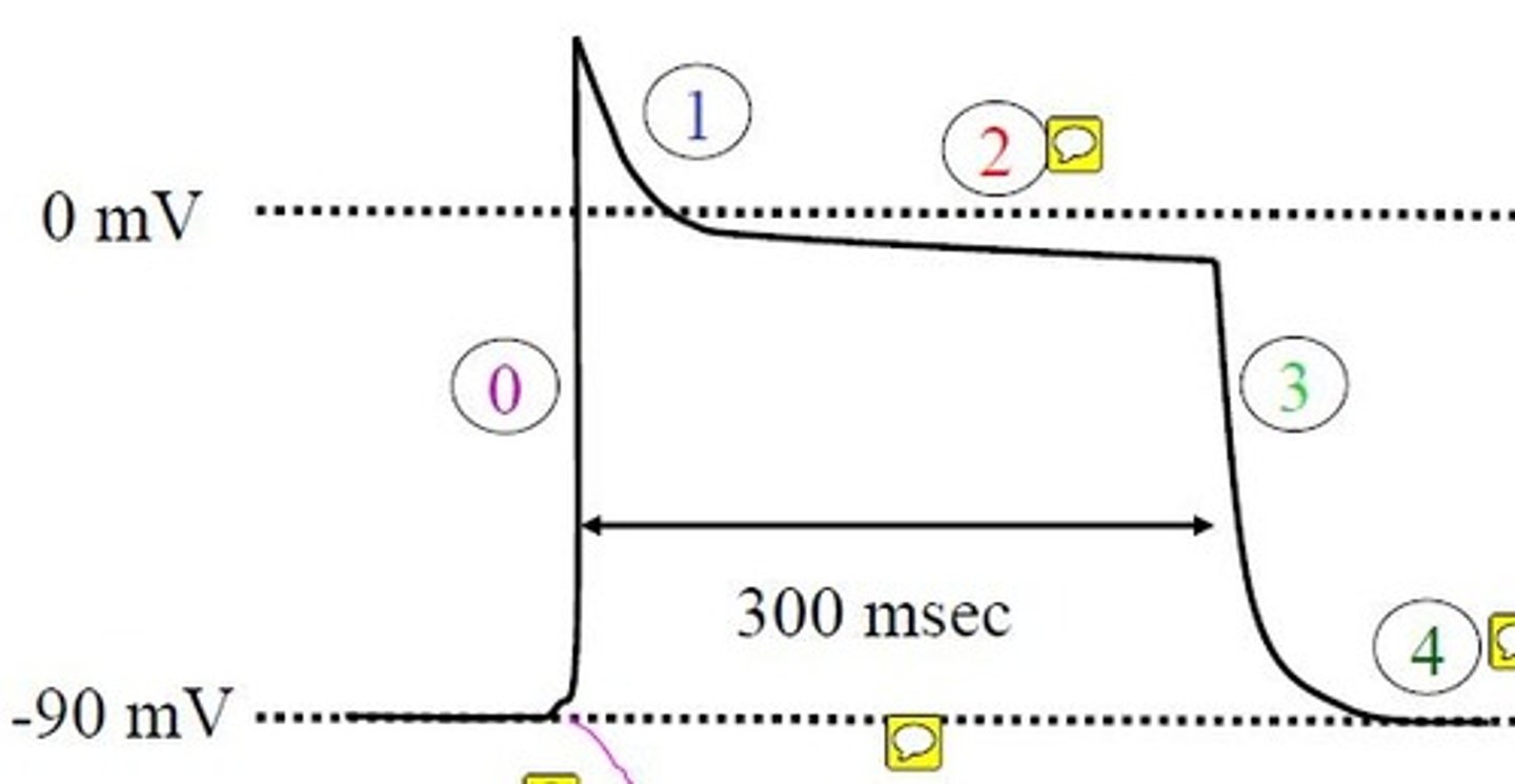 <p>Phase 0- Upstroke <br>Phase 1- Initial (or early) repolarization <br>Phase 2- Plateau <br>Phase 3- (final) repolarization <br>Phase 4- Resting Membrane Potential</p>